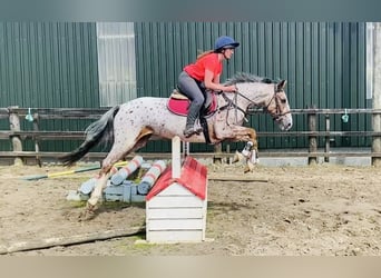 Arbeitspferd, Wallach, 4 Jahre, 156 cm, Tigerschecke