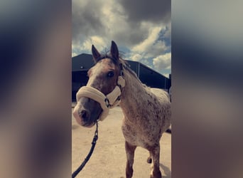 Arbeitspferd, Wallach, 4 Jahre, 156 cm, Tigerschecke