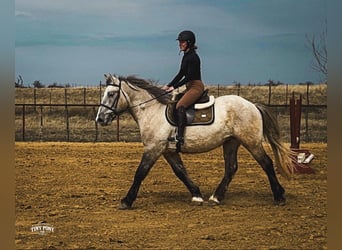 Arbeitspferd, Wallach, 4 Jahre, 157 cm, Buckskin