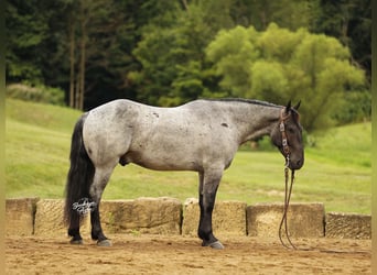 Arbeitspferd Mix, Wallach, 4 Jahre, 157 cm, Roan-Blue
