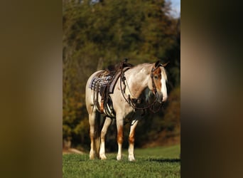 Arbeitspferd Mix, Wallach, 4 Jahre, 157 cm, Roan-Red