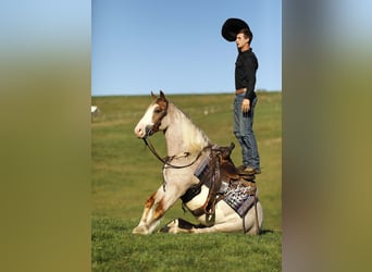 Arbeitspferd Mix, Wallach, 4 Jahre, 157 cm, Roan-Red