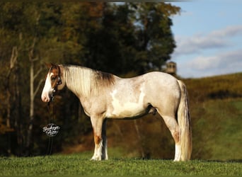 Arbeitspferd Mix, Wallach, 4 Jahre, 157 cm, Roan-Red