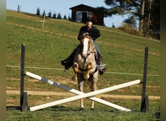 Arbeitspferd Mix, Wallach, 4 Jahre, 157 cm, Roan-Red