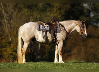 Arbeitspferd Mix, Wallach, 4 Jahre, 157 cm, Roan-Red