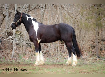 Arbeitspferd, Wallach, 4 Jahre, 157 cm, Tobiano-alle-Farben