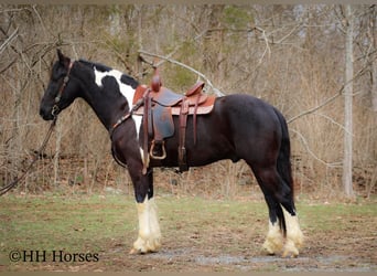 Arbeitspferd, Wallach, 4 Jahre, 157 cm, Tobiano-alle-Farben