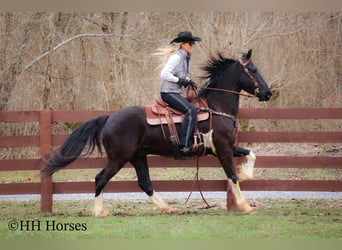 Arbeitspferd, Wallach, 4 Jahre, 157 cm, Tobiano-alle-Farben