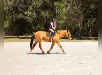 Arbeitspferd Mix, Wallach, 4 Jahre, 160 cm, Falbe