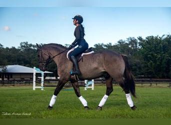 Arbeitspferd Mix, Wallach, 4 Jahre, 160 cm, Grullo