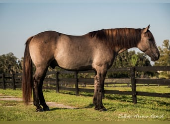 Arbeitspferd Mix, Wallach, 4 Jahre, 160 cm, Grullo