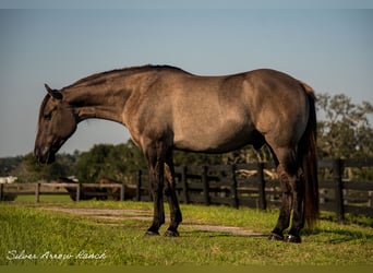 Arbeitspferd Mix, Wallach, 4 Jahre, 160 cm, Grullo