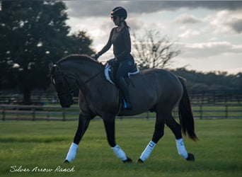 Arbeitspferd Mix, Wallach, 4 Jahre, 160 cm, Grullo