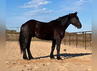 Arbeitspferd, Wallach, 4 Jahre, 160 cm, Rappe