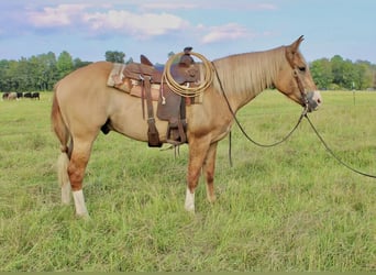 Arbeitspferd Mix, Wallach, 4 Jahre, 160 cm, Red Dun