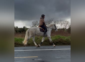 Arbeitspferd, Wallach, 4 Jahre, 160 cm, Schimmel