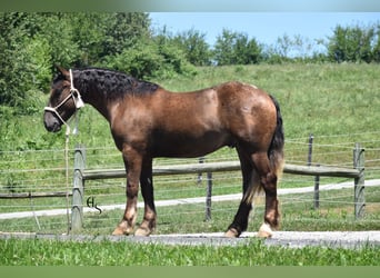 Arbeitspferd Mix, Wallach, 4 Jahre, 163 cm, Brauner