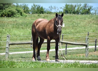 Arbeitspferd Mix, Wallach, 4 Jahre, 163 cm, Brauner