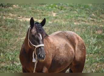 Arbeitspferd Mix, Wallach, 4 Jahre, 163 cm, Brauner