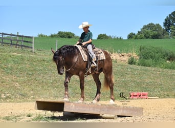 Arbeitspferd Mix, Wallach, 4 Jahre, 163 cm, Brauner