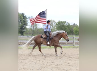 Arbeitspferd Mix, Wallach, 4 Jahre, 163 cm, Palomino
