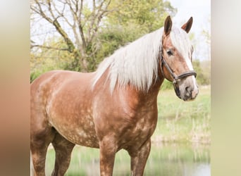 Arbeitspferd Mix, Wallach, 4 Jahre, 163 cm, Palomino