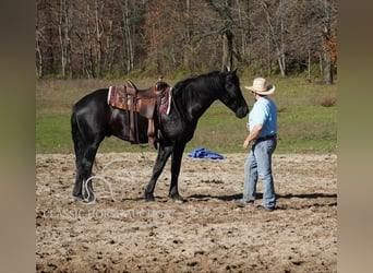 Arbeitspferd, Wallach, 4 Jahre, 163 cm, Rappe