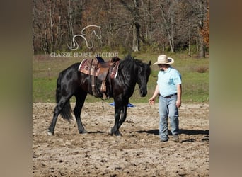 Arbeitspferd, Wallach, 4 Jahre, 163 cm, Rappe