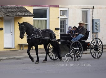 Arbeitspferd, Wallach, 4 Jahre, 163 cm, Rappe