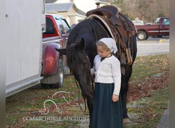 Arbeitspferd, Wallach, 4 Jahre, 163 cm, Rappe