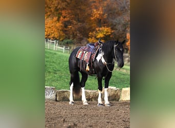 Arbeitspferd Mix, Wallach, 4 Jahre, 163 cm, Rappe