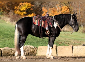 Arbeitspferd Mix, Wallach, 4 Jahre, 163 cm, Rappe