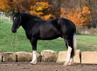 Arbeitspferd Mix, Wallach, 4 Jahre, 163 cm, Rappe