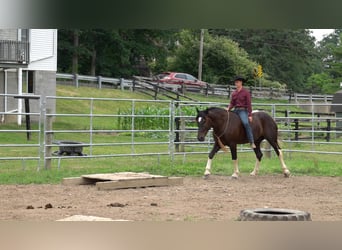 Arbeitspferd Mix, Wallach, 4 Jahre, 163 cm, Rappe