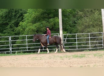 Arbeitspferd Mix, Wallach, 4 Jahre, 163 cm, Rappe