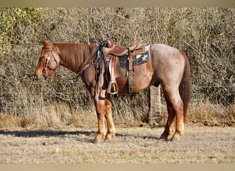 Arbeitspferd Mix, Wallach, 4 Jahre, 163 cm, Roan-Red