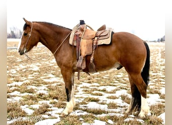 Arbeitspferd Mix, Wallach, 4 Jahre, 163 cm, Rotbrauner