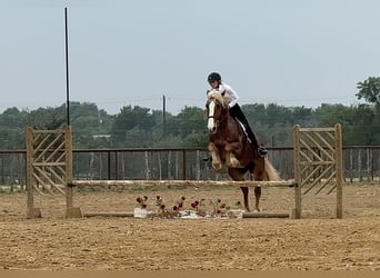 Arbeitspferd Mix, Wallach, 4 Jahre, 163 cm, Rotfuchs