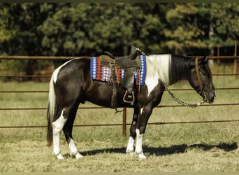 Arbeitspferd Mix, Wallach, 4 Jahre, 163 cm, Schecke