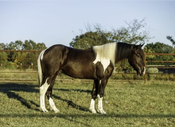 Arbeitspferd Mix, Wallach, 4 Jahre, 163 cm, Schecke