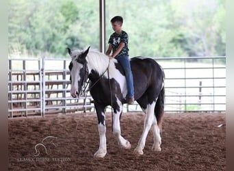 Arbeitspferd, Wallach, 4 Jahre, 163 cm, Tobiano-alle-Farben