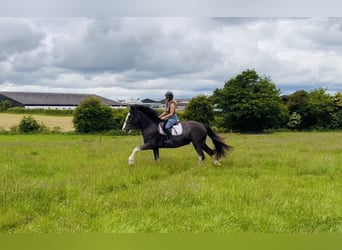 Arbeitspferd, Wallach, 4 Jahre, 164 cm, Roan-Blue