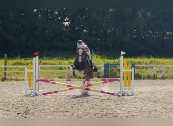 Arbeitspferd, Wallach, 4 Jahre, 164 cm, Roan-Blue