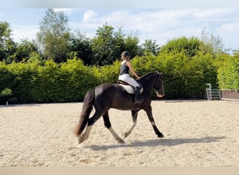 Arbeitspferd, Wallach, 4 Jahre, 164 cm, Roan-Blue