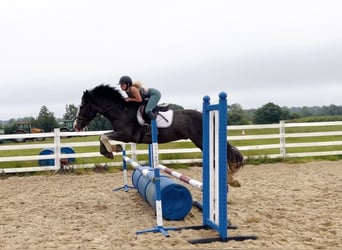 Arbeitspferd, Wallach, 4 Jahre, 164 cm, Roan-Blue