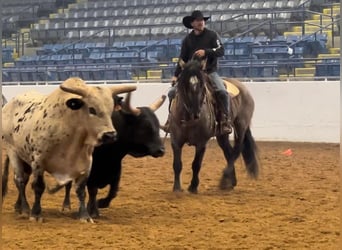 Arbeitspferd, Wallach, 4 Jahre, 165 cm, Grullo