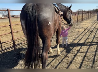 Arbeitspferd Mix, Wallach, 4 Jahre, 165 cm, Rappe
