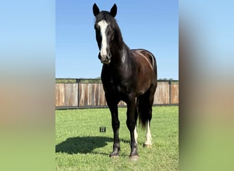 Arbeitspferd, Wallach, 4 Jahre, 165 cm, Rappe