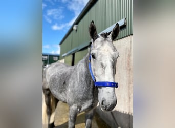 Arbeitspferd, Wallach, 4 Jahre, 165 cm, Rappschimmel