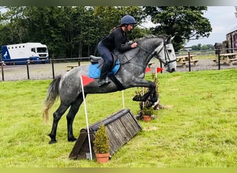 Arbeitspferd, Wallach, 4 Jahre, 165 cm, Rappschimmel